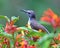 Very colorful shining Humming bird perched on a flower plant