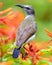 Very colorful shining Humming bird perched on a flower plant