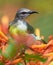 Very colorful shining Humming bird perched on a flower plant