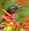 Very colorful shining Humming bird perched on a flower plant