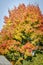 Very colourful maple tree in autumn