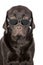 Very Cool Chocolate Labrador in Aviator Sunglasses