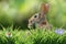 Very cool rabbit with clover blossom in green grass
