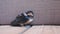 Very curious juvenile barn swallow, Hirundo rustica, Greece.