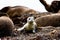 A very curious little sea lion