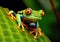 The very curious red-eyed tree frog is sitting on the green leaf and basking in the sunlight.