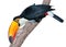 Very curious toucan