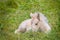 A very cute and awesome bright, white icelandic horse foal in the meadow