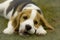 Very cute Beagle hound puppy