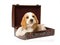 Very cute Beagle puppy inside brown suitcase