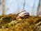 Very cute and beautiful snail on a stone with moss