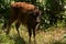 Very Cute Bison Calf in a Grove