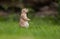 Very cute black tailed prairie dog