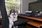 A very cute black and white female havanese dog is bored in office