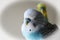 Very Cute Blue Parakeet With His Friend In The Background High Quality