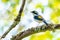 Very cute Blyth`s Shrike-Babbler perching on a perch