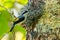 Very cute Blyth`s Shrike-Babbler perching on a perch