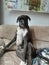 A very cute boxer dog sitting on a couch wondering about life