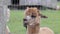 A very cute brown farm yard Alpaca Llama in a field behind a fence