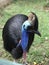 Very cute cassowary bird posing for picture