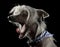 Very cute chinese crested dog yawning in black background