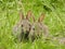 Very cute couple of wild rabbits