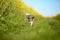 Very cute and funny Bichon Havanese dog with summer haircut running through a field on a bright sunny day. Selective focus