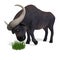 Very cute and funny cartoon buffalo