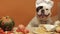 Very cute funny puppy french bulldog chief cooking healthy food. Happy dog and fresh vegetables in a white cap sitting