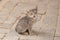 Very cute gray kitten with blue eyes miaowing on the street of t