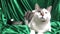 Very Cute Green Eyed Cat Pays Close Attention