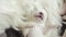 Very cute little white Maltese puppy sleeping. A close up of a puppy sleeping.