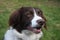 A very cute liver and white collie cross springer spaniel pet dog