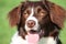 a very cute liver and white collie cross springer spaniel pet dog