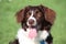 A very cute liver and white collie cross springer spaniel pet dog