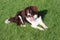 A very cute liver and white collie cross springer spaniel pet dog