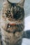 Very cute medium Persian cat