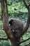 Very Cute North American Porcupine in a Tree