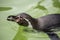 Very cute penguin swimming at zoo in Berlin