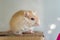 very cute pet mouse light brown