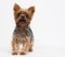 Very cute puppy of the Yorkshire Terrier