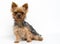 Very cute puppy of the Yorkshire Terrier