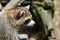 Very cute raccoon stands sideways and looks into the distance on a blurry background