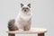 Very cute ragdoll cat sitting on a climbing frame