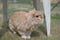 Very cute sandy dwarf lop pet rabbit explores garden furniture outdoors on short grass in pen