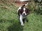 Very cute small liver and white working type english springer spaniel pet gundog puppy