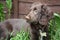 A very cute small liver working cocker spaniel pet gundog