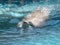 Very cute spotted seal pops up in the waves