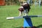 Very cute springer cross collie dog on agility equipment