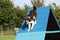 A very cute springer cross collie dog on agility equipment